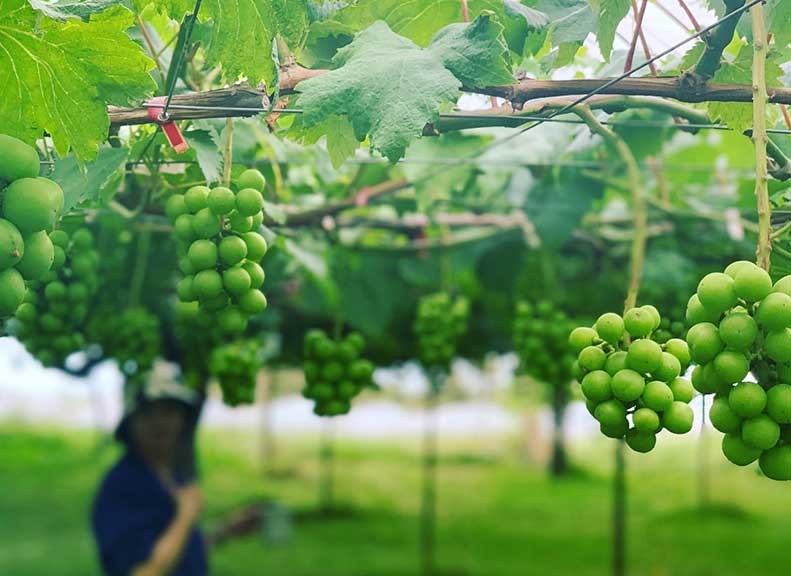 そのまま頬張る至福の品種選びは宝探し体験