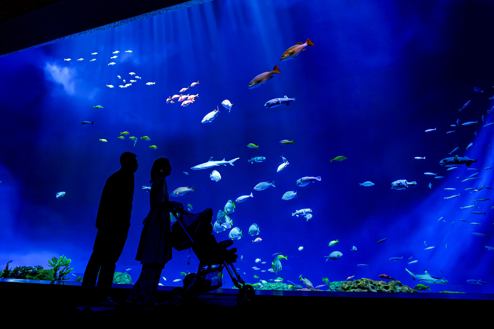 カラフルな魚たちが回遊する幻想的な大水槽