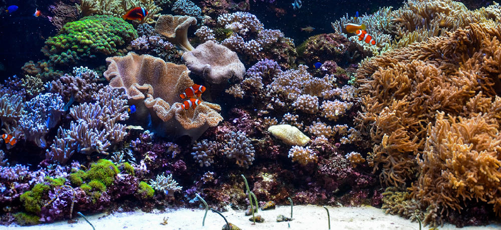 サンゴ礁や干潟・磯・岩場など海岸線の風景と生息する生物を展示