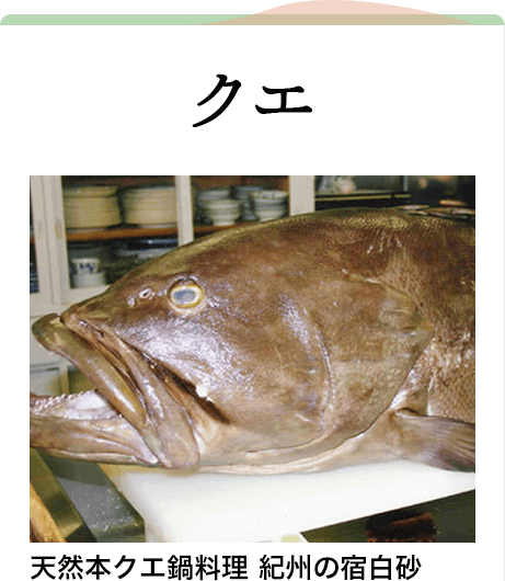 クエ,天然本クエ鍋料理,紀州の宿白砂