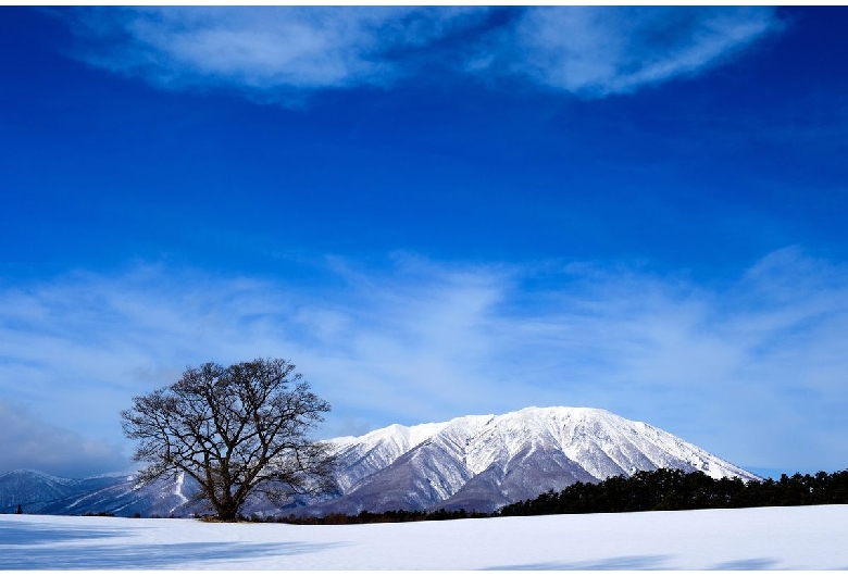 小岩井農場