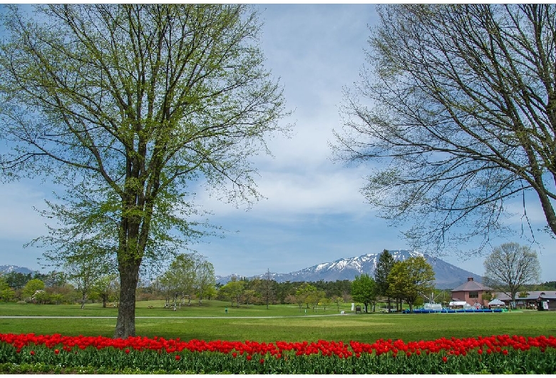 小岩井農場