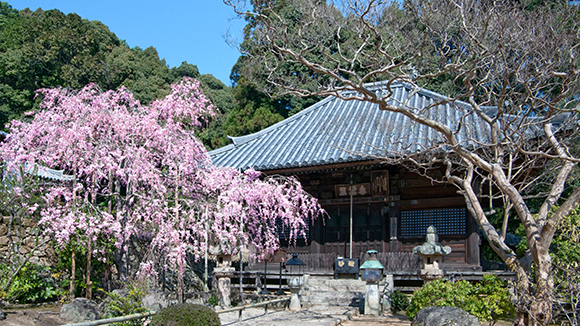 春の画像1