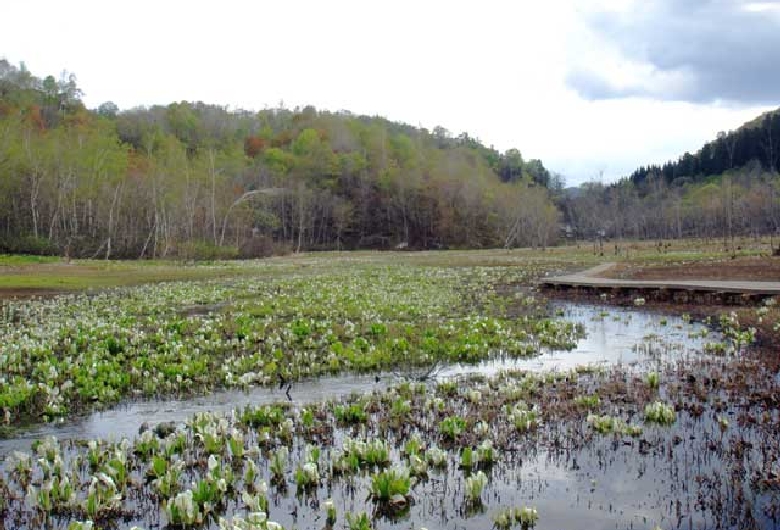 池ヶ原湿原