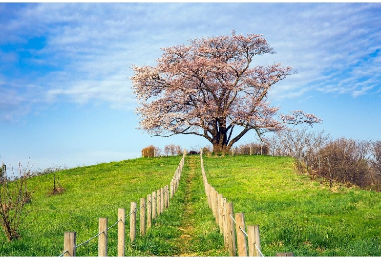 為内の一本桜