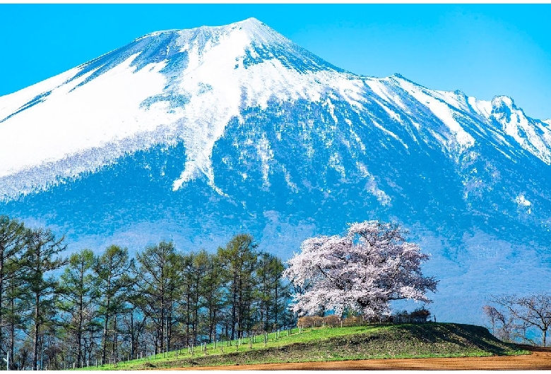 為内の一本桜