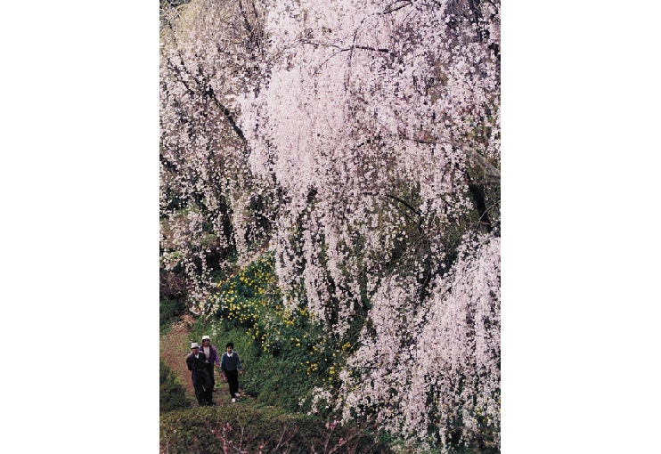 群馬フラワーハイランド