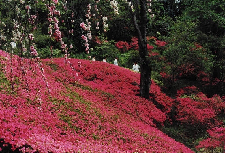 群馬フラワーハイランド