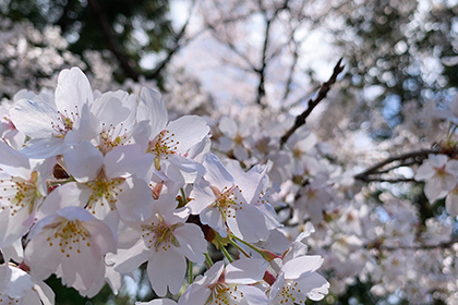 春の画像2