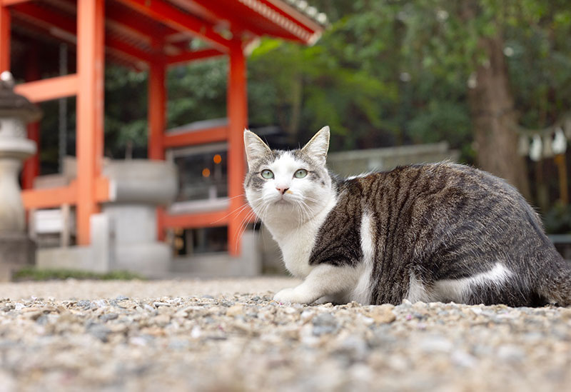 お松大権現