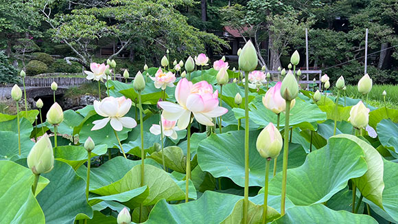 夏の画像1