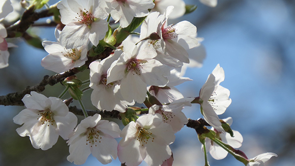 春の画像1