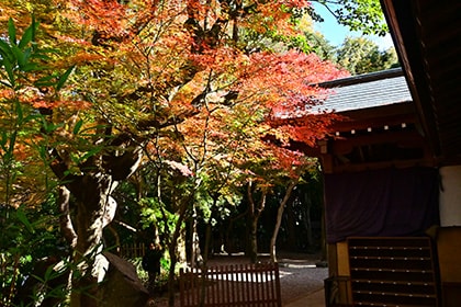 秋の画像2