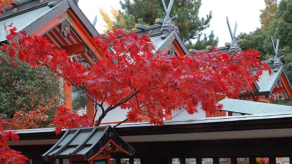 秋の画像1
