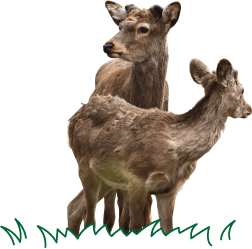 大自然が奏でる四季の冒険ストーリー