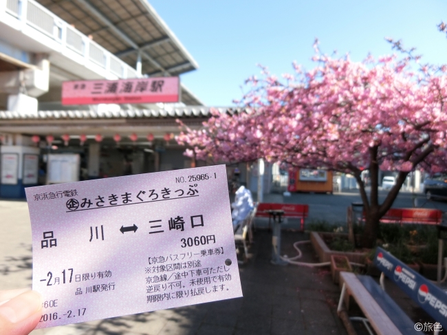 みさきまぐろきっぷ