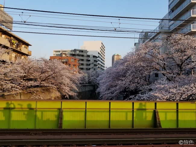 鈴木ちなみのランニング旅~荒川線と桜のおいしい関係!~③