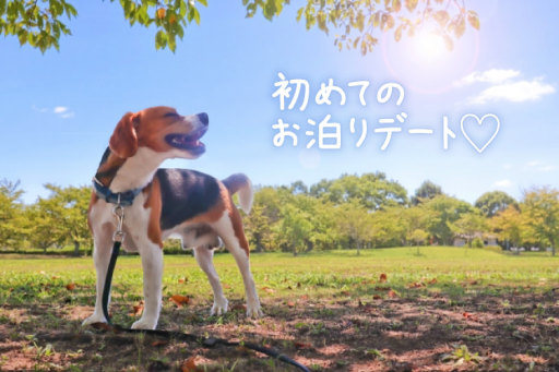 ワンちゃん連れok 長崎おさんぽ温泉旅行 2日目 島原 雲仙 長崎県 人気のモデルコースを紹介 旅色コンシェルジュ