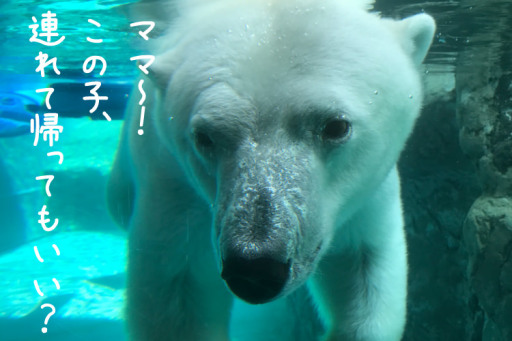 夏休みは旭山動物園へ北海道で子連れ家族旅行 みんなの旅プラン 旅色