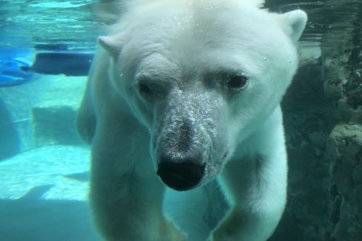 夏休みは旭山動物園へ北海道で子連れ家族旅行 旭川 富良野 北海道 人気のモデルコースを紹介 旅色コンシェルジュ