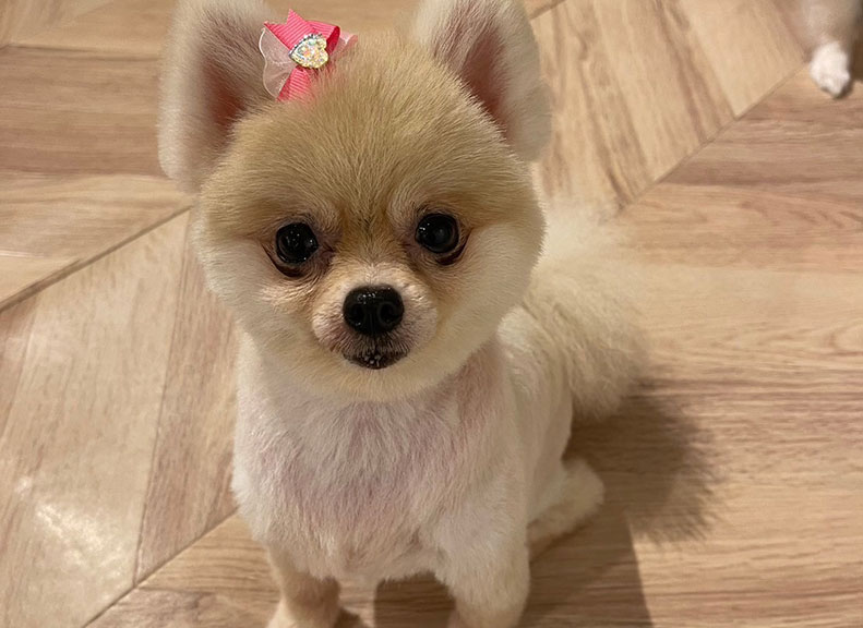 ぬいぐるみのような小さいワンちゃん