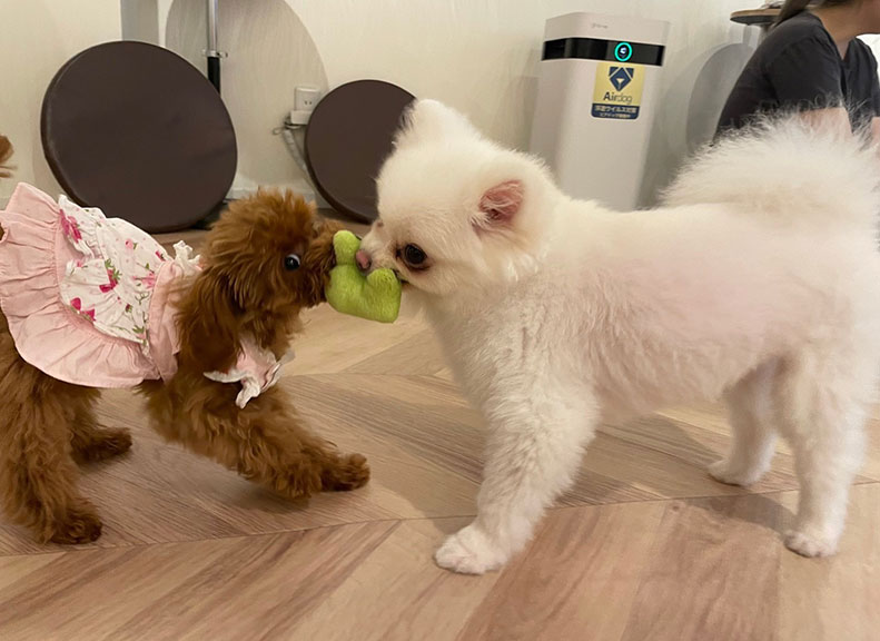 犬たちのおやつ付きフリードリンクプラン