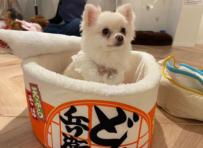 モフモフで愛らしいワンちゃんと遊ぼう