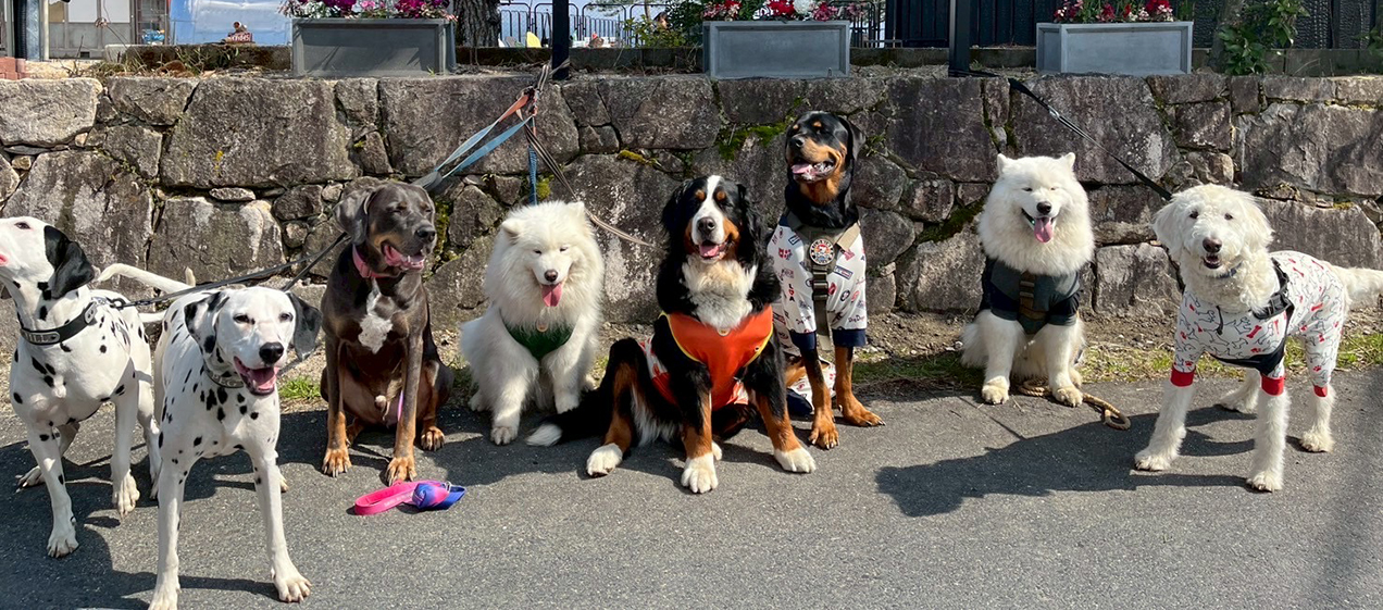 FILER Dog Ran＆Cafe