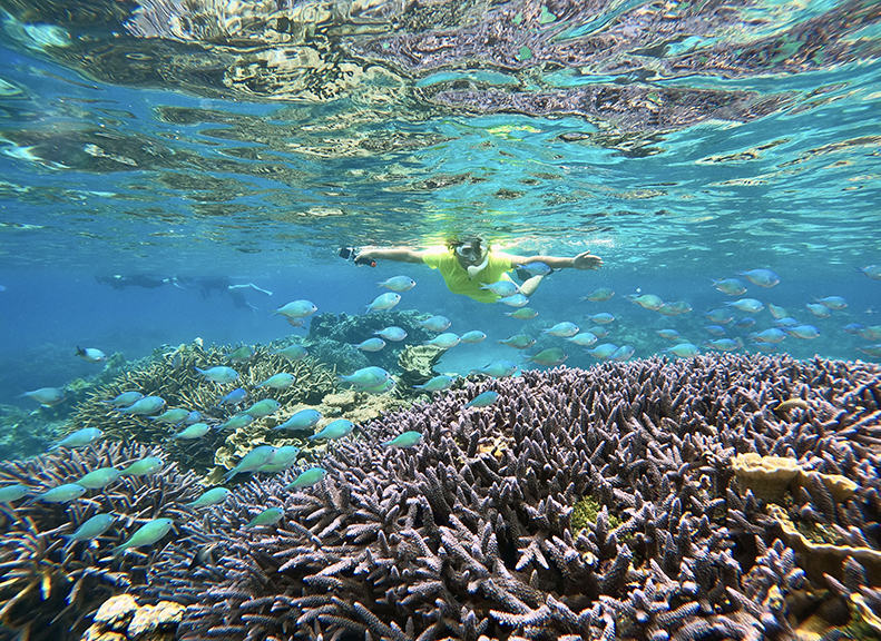 サンゴや熱帯魚を絶景スポットで観察