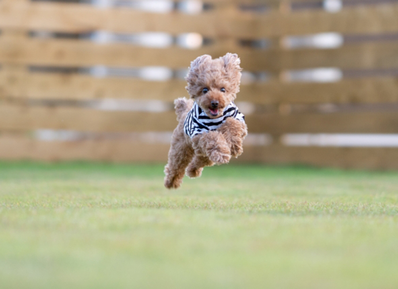 愛犬が笑顔になれるドッグランサイト