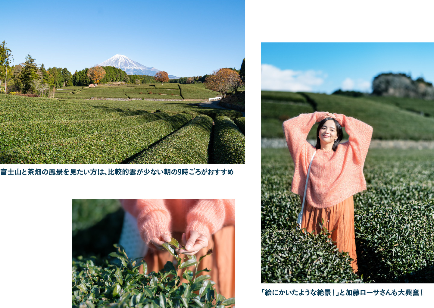 富士市を代表する景勝地大淵笹場で雄大な富士山と圧巻の茶畑を望む