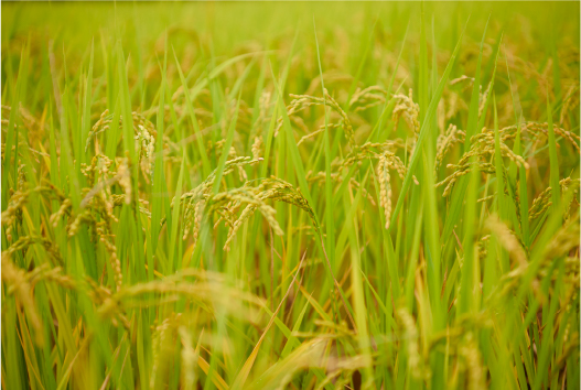 県内一の生産量を誇る「薩摩の米蔵」　伊佐米