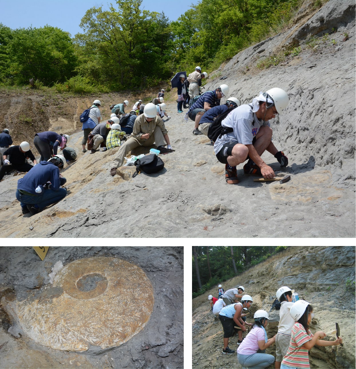 化石発掘 化石の展示＆発掘体験で約8,900万年前にタイムスリップ