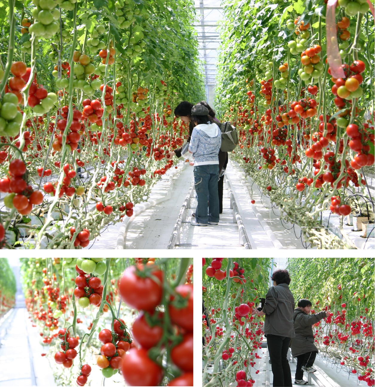 トマト狩り 色形さまざまなトマトを1年中収穫できるファーム