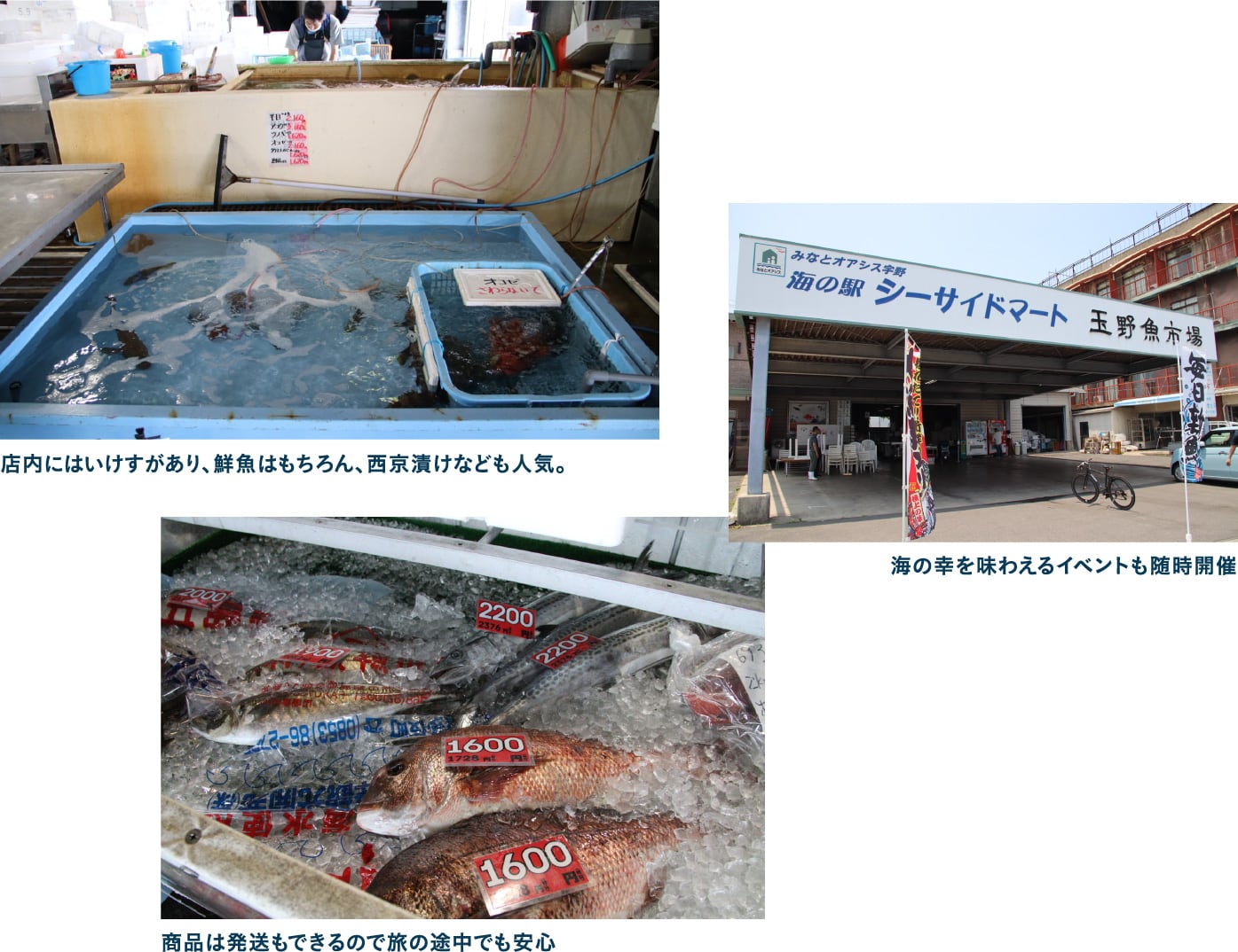 瀬戸内海の幸が集まる海の駅 シーサイドマート玉野魚市場へ