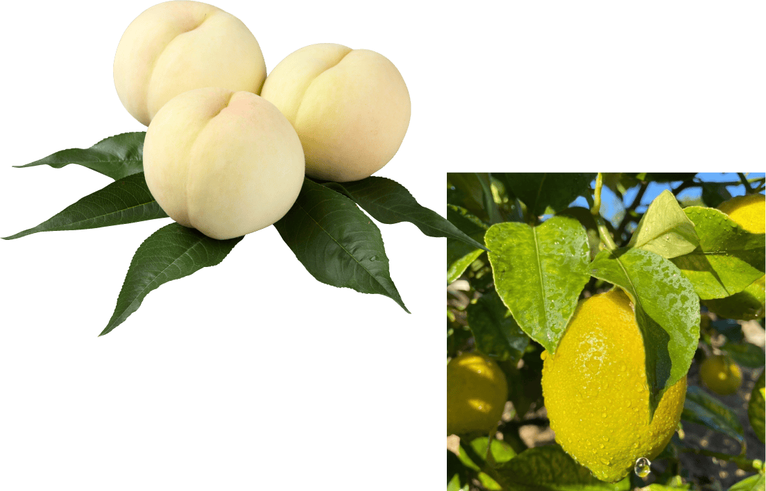 果物（桃、三ツ山レモン）