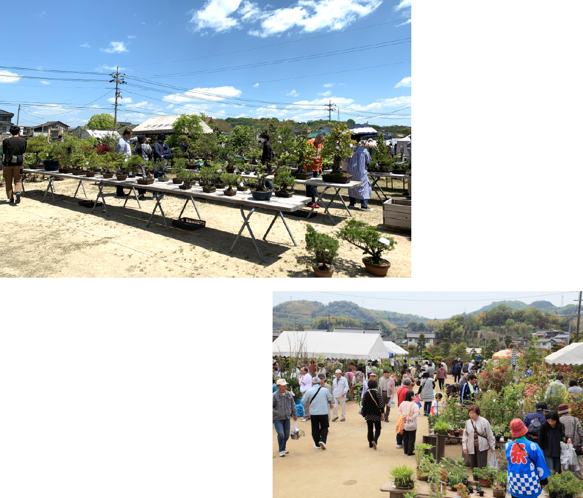 浅口市金光植木まつり