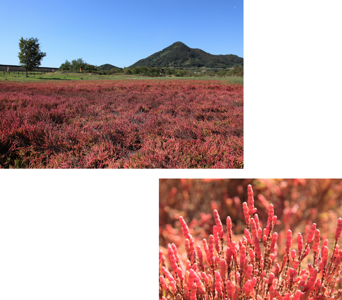 アッケシソウ祭り