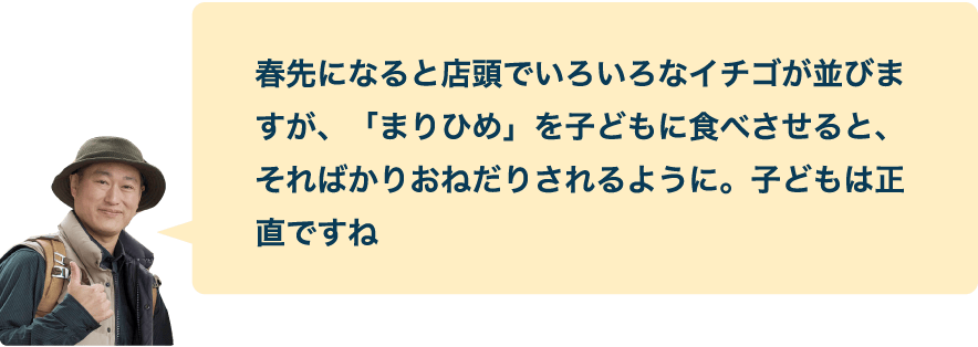 春先になると店頭でいろいろなイチゴが並びますが、「まりひめ」を子どもに食べさせると、そればかりおねだりされるように。子どもは正直ですね