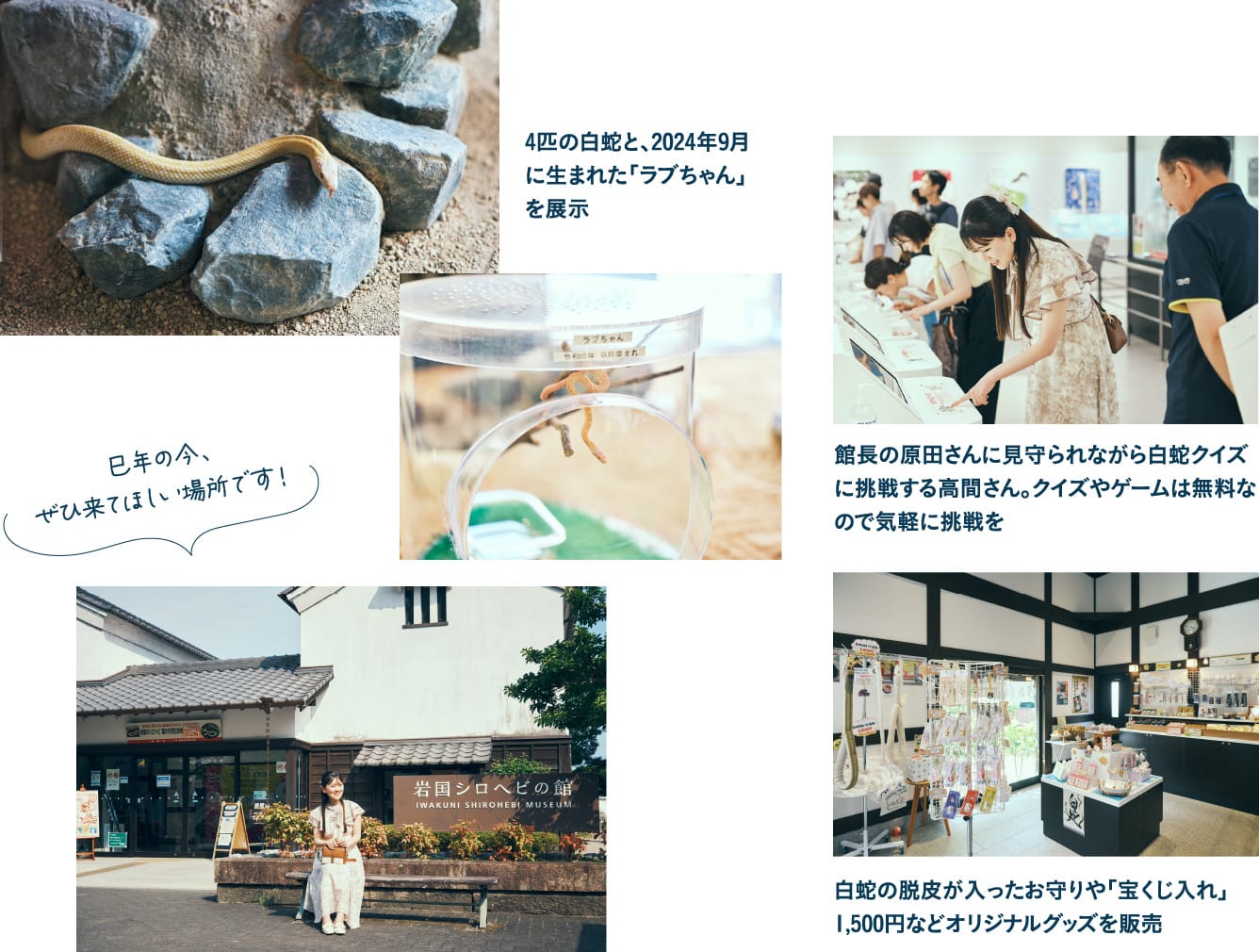 国の天然記念物・岩国の白蛇を 間近に見て、学べる岩国シロヘビの館