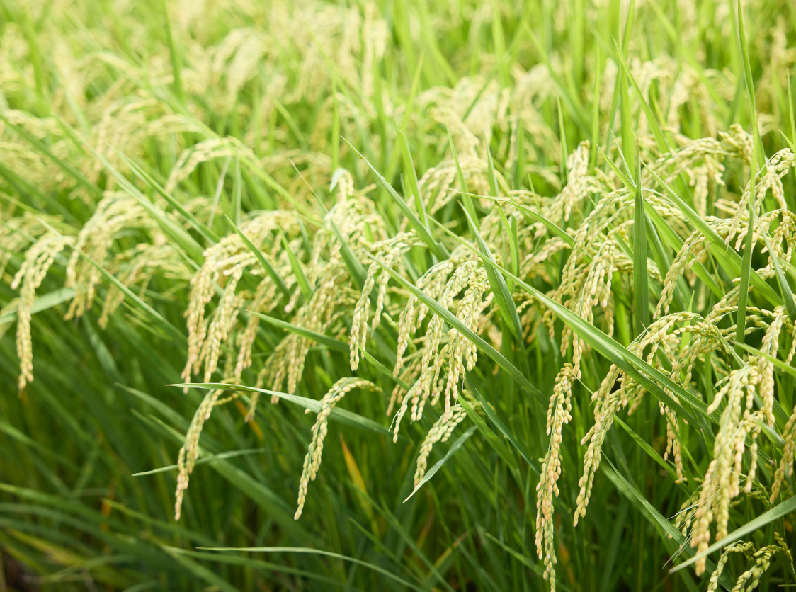 稲敷市の田んぼに実る稲穂