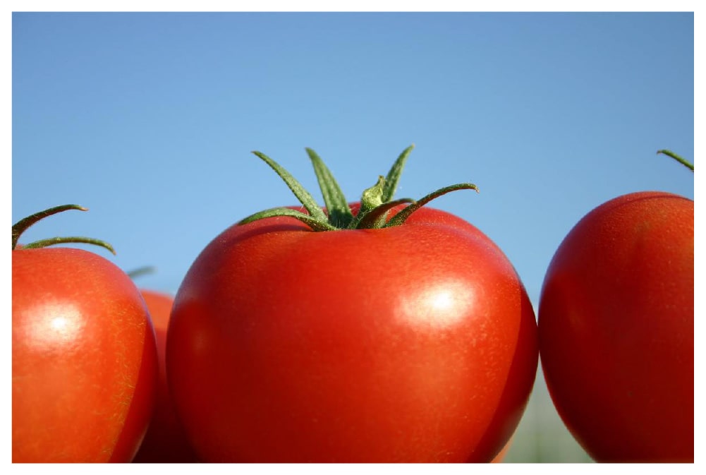 サンシャイントマト 甘みと酸味のバランスが絶妙太陽の恵みを浴びた高品質トマト