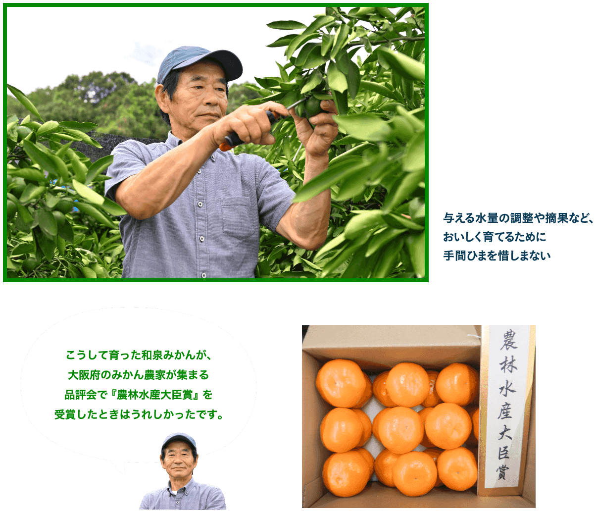 与える水量の調整や摘果など、おいしく育てるために手間ひまを惜しまない/こうして育った和泉みかんが、大阪府のみかん農家が集まる品評会で『農林水産大臣賞』を受賞したときはうれしかったです。