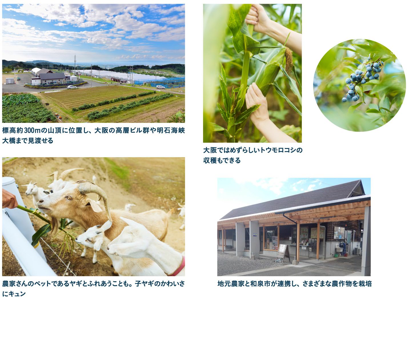 10:00 広大ないずみふれあい農の里で旬の味覚を収穫して味わう