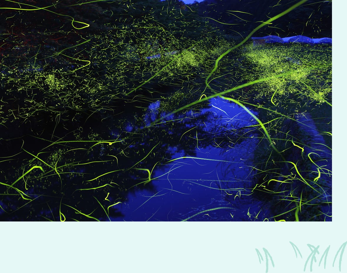 帝釈峡では、ホタルが見られる時期も