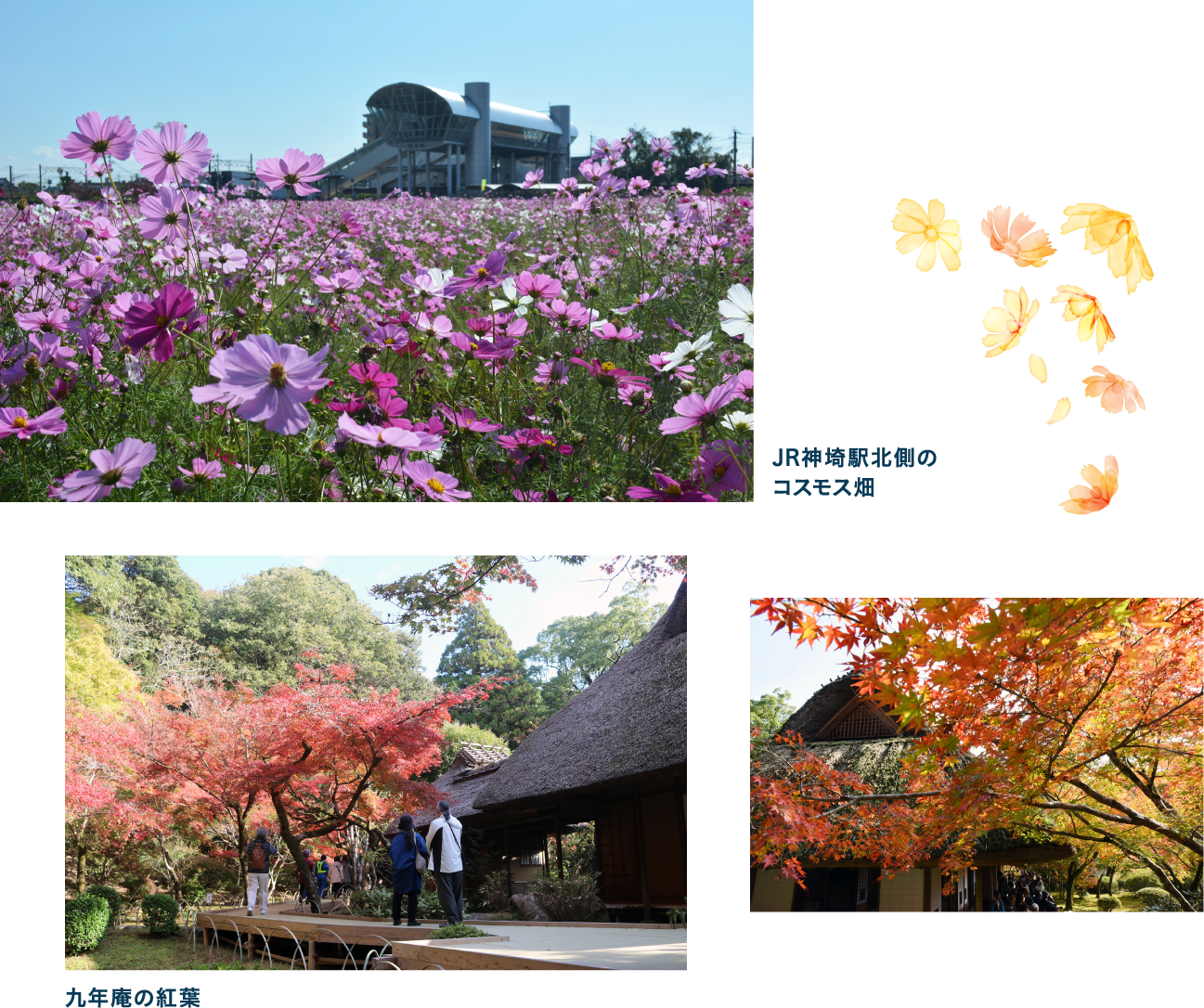 秋9～11月　満開のコスモスと　鮮やかな紅葉