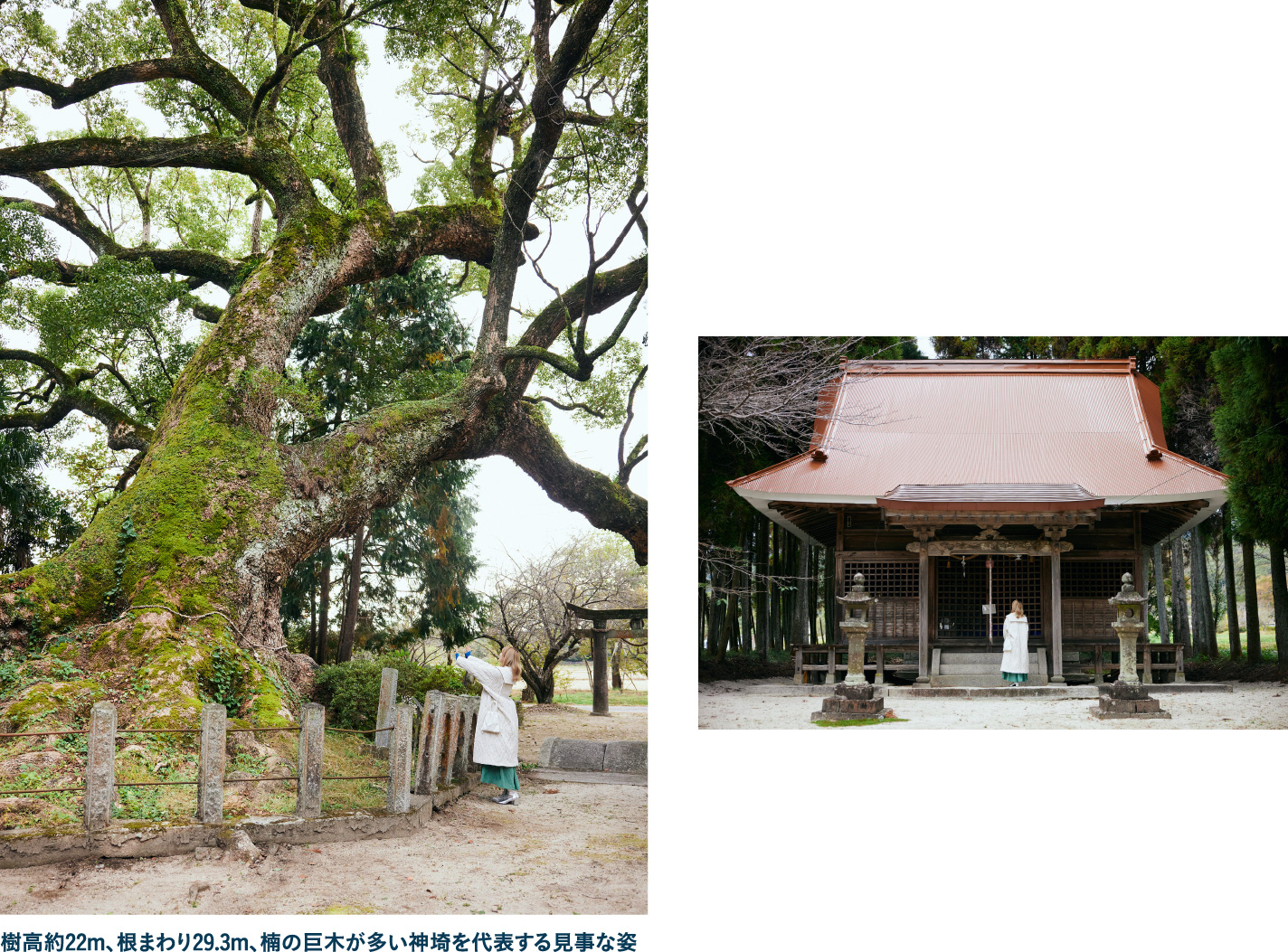 林の中にある白角折神社で　樹齢1000年の楠にパワーをもらう