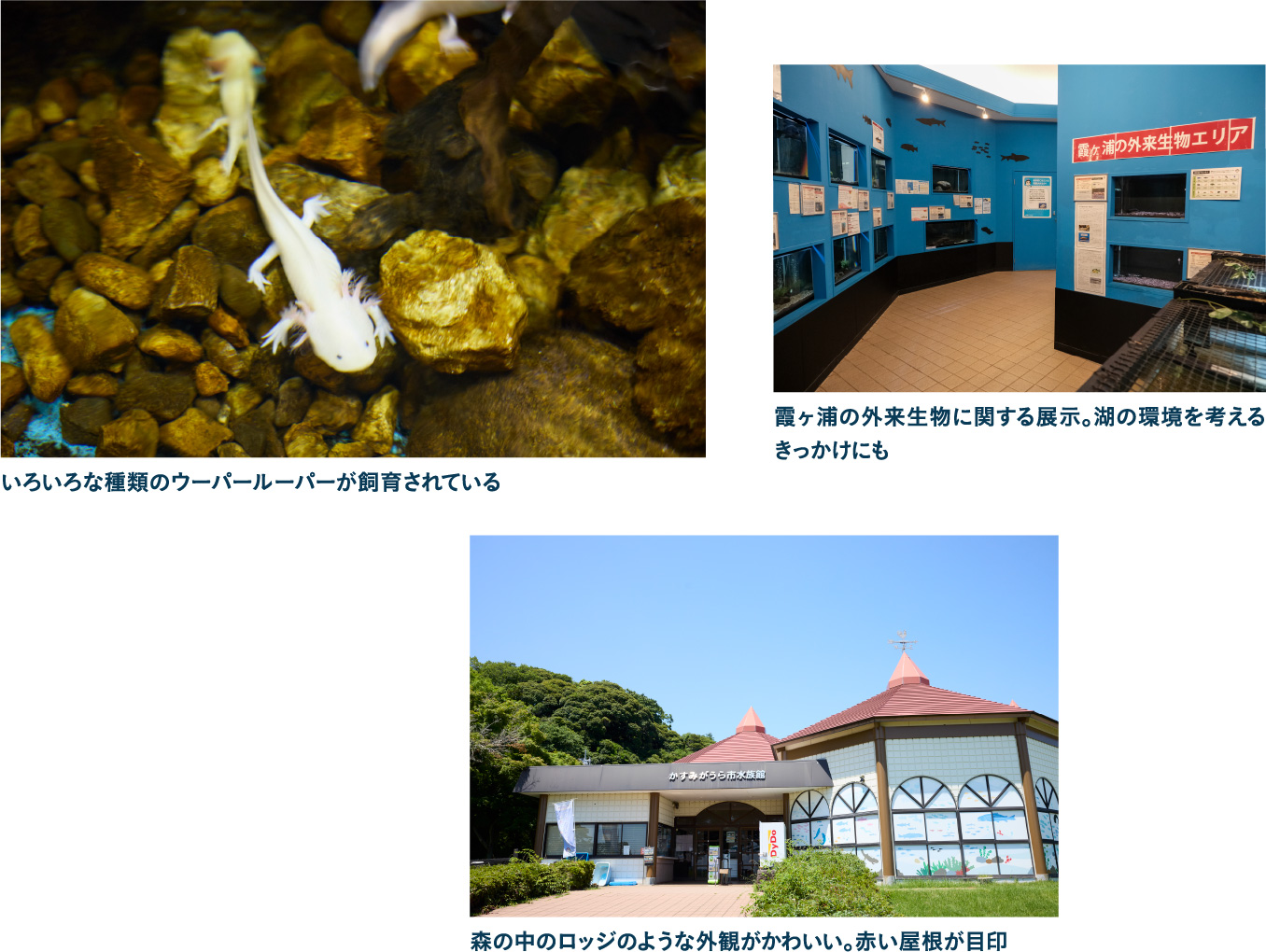 かすみがうら市水族館