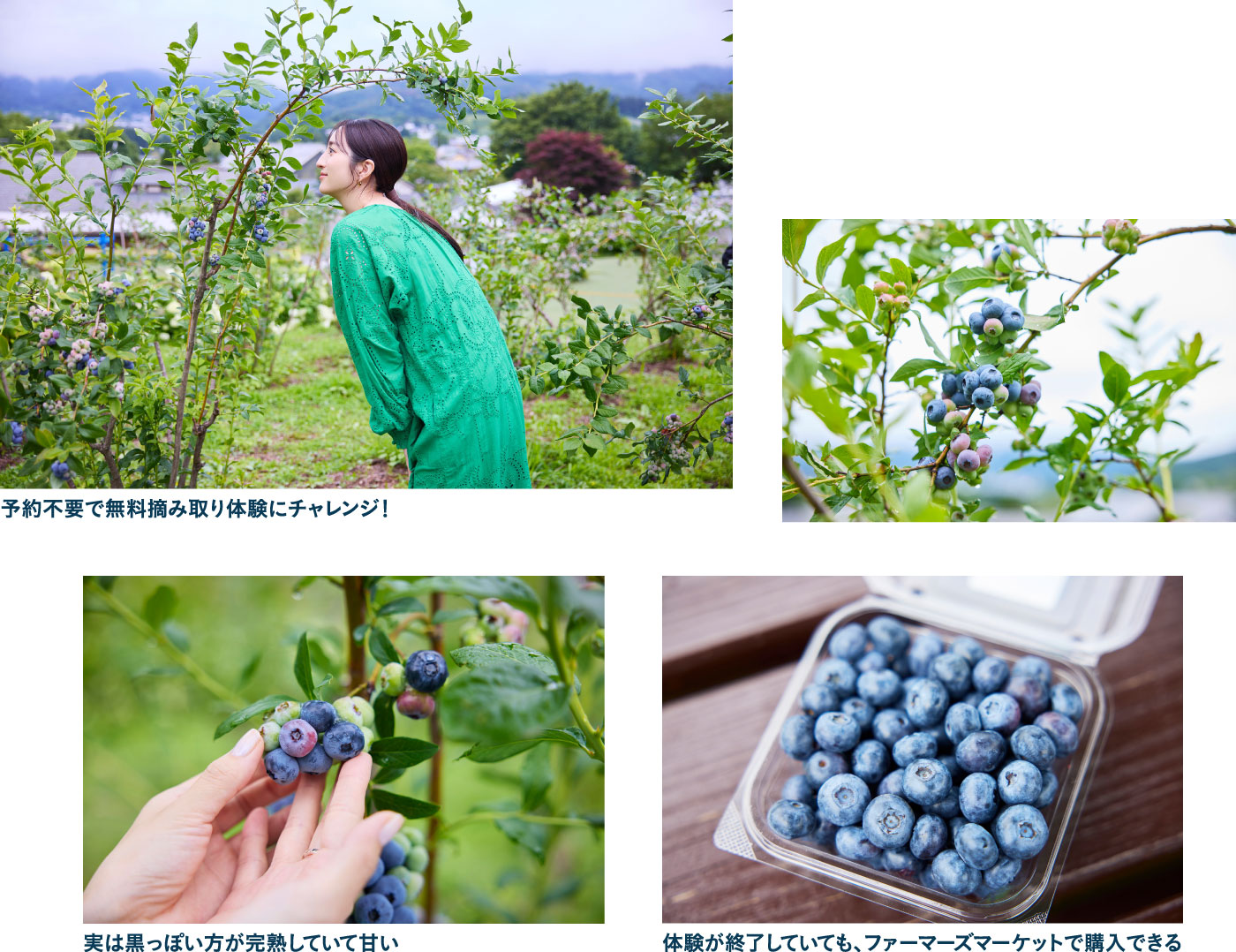 川場村の夏のお楽しみ ブルーベリー摘みを体験