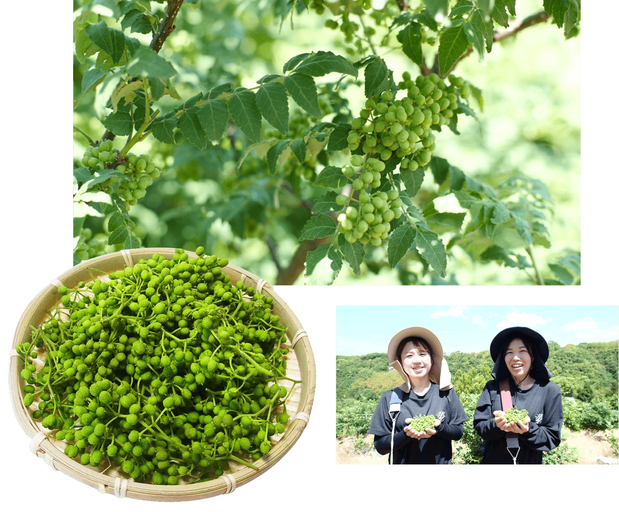 紀美野町のぶどう山椒